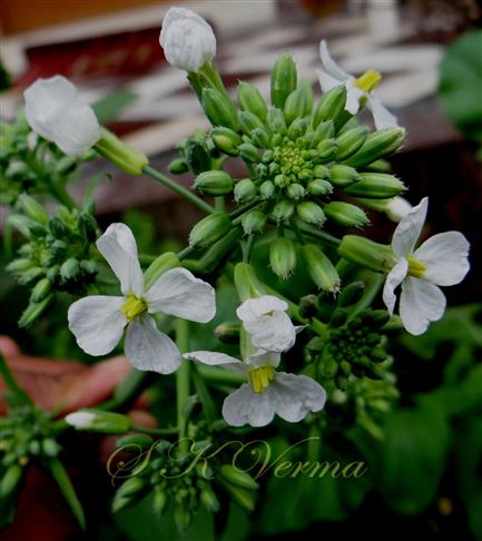  Young inflorescence